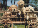 CHIEN Animaux Vintage Carte Postale CPSM #PBQ356.A - Dogs
