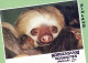OSO HORMIGUERO Animales Vintage Tarjeta Postal CPSM #PBS896.A - Otros & Sin Clasificación