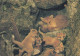 ZORRO Animales Vintage Tarjeta Postal CPSM #PBS811.A - Altri & Non Classificati