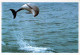 DELFINOs Animale Vintage Cartolina CPSM #PBS672.A - Dolfijnen
