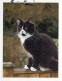 CAT Vintage Postcard CPSMPF #PKG904.A - Chats