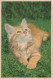 CHAT CHAT Animaux Vintage Carte Postale CPA #PKE744.A - Cats