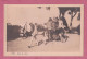 Egypt, Le Caire, En Route Por La Promenade. Ready For A Drive- Transportation Cart Pulled By Donkey- - Sonstige & Ohne Zuordnung