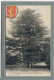 CPA - (33) CAUDERAN - Thème: ARBRE - Aspect Du Cèdre Géant En 1912 - Other & Unclassified