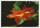 Postcard / Postmark Germany 1975 World Orchid Conference Frankfurt Am Main - Sonstige & Ohne Zuordnung