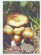 Postal Stationery Belarus 1999 Mushroom - Hongos
