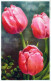 FLOWERS Vintage Ansichtskarte Postkarte CPA #PKE734.DE - Blumen