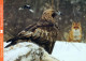 VOGEL Tier Vintage Ansichtskarte Postkarte CPSM #PBR679.DE - Pájaros