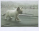 KATZE MIEZEKATZE Tier Vintage Ansichtskarte Postkarte CPSM #PBQ774.DE - Katzen