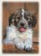 HUND Tier Vintage Ansichtskarte Postkarte CPSM #PBQ573.DE - Hunde