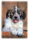 HUND Tier Vintage Ansichtskarte Postkarte CPSM #PBQ573.DE - Perros