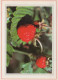 FLOWERS Vintage Ansichtskarte Postkarte CPSM #PAS695.DE - Blumen