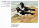 VOGEL Tier Vintage Ansichtskarte Postkarte CPSM #PAN109.DE - Birds