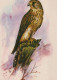 VOGEL Tier Vintage Ansichtskarte Postkarte CPSM #PAM674.DE - Birds