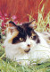 KATZE MIEZEKATZE Tier Vintage Ansichtskarte Postkarte CPSM #PAM484.DE - Cats