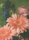 FLORES Vintage Tarjeta Postal CPSM #PBZ376.ES - Flowers