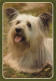 PERRO Animales Vintage Tarjeta Postal CPSM #PAN610.ES - Hunde