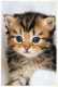 GATO GATITO Animales Vintage Tarjeta Postal CPSM #PAM482.ES - Katzen