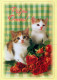 GATO GATITO Animales Vintage Tarjeta Postal CPSM #PAM291.ES - Katzen