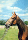 CHEVAL Animaux Vintage Carte Postale CPSM #PBR952.FR - Paarden