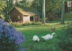 OISEAU Animaux Vintage Carte Postale CPSM #PBR424.FR - Pájaros