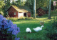 OISEAU Animaux Vintage Carte Postale CPSM #PBR424.FR - Vogels