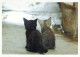 CHAT CHAT Animaux Vintage Carte Postale CPSM #PBQ956.FR - Cats