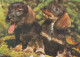 CHIEN Animaux Vintage Carte Postale CPSM #PBQ708.FR - Chiens