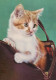 CHAT CHAT Animaux Vintage Carte Postale CPSM #PAM609.FR - Katten