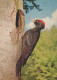 OISEAU Animaux Vintage Carte Postale CPSM #PAN232.FR - Vogels