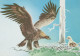 OISEAU Animaux Vintage Carte Postale CPSM Unposted #PAM673.FR - Oiseaux