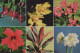 FLOWERS Vintage Postcard CPSM #PBZ315.GB - Fleurs