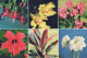 FLOWERS Vintage Postcard CPSM #PBZ315.GB - Flowers