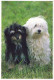 DOG Animals Vintage Postcard CPSM #PBQ706.GB - Hunde