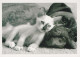 CAT KITTY Animals Vintage Postcard CPSM #PBR022.GB - Katten