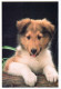 DOG Animals Vintage Postcard CPSM #PBQ502.GB - Hunde