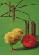 EASTER CHICKEN EGG Vintage Postcard CPSM #PBP163.GB - Pasen