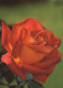 FLOWERS Vintage Postcard CPSM #PAS268.GB - Blumen