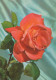 FLOWERS Vintage Postcard CPSM #PAS328.GB - Blumen