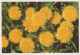 FLOWERS Vintage Postcard CPSM #PAR186.GB - Bloemen