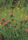 FLOWERS Vintage Postcard CPSM #PAR246.GB - Fleurs