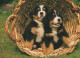 DOG Animals Vintage Postcard CPSM #PAN480.GB - Hunde