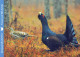 BIRD Animals Vintage Postcard CPSM #PAN352.GB - Oiseaux