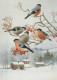 BIRD Animals Vintage Postcard CPSM #PAM797.GB - Birds