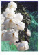 FIORI Vintage Cartolina CPSM #PBZ559.IT - Flowers