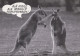 CANGURO Animale Vintage Cartolina CPSM #PBS929.IT - Andere & Zonder Classificatie