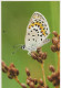 FARFALLA Animale Vintage Cartolina CPSM #PBS467.IT - Butterflies