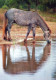 CAVALLO Animale Vintage Cartolina CPSM #PBR954.IT - Paarden