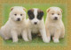 CANE Animale Vintage Cartolina CPSM #PBQ372.IT - Dogs
