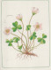 FIORI Vintage Cartolina CPSM #PAR491.IT - Fleurs